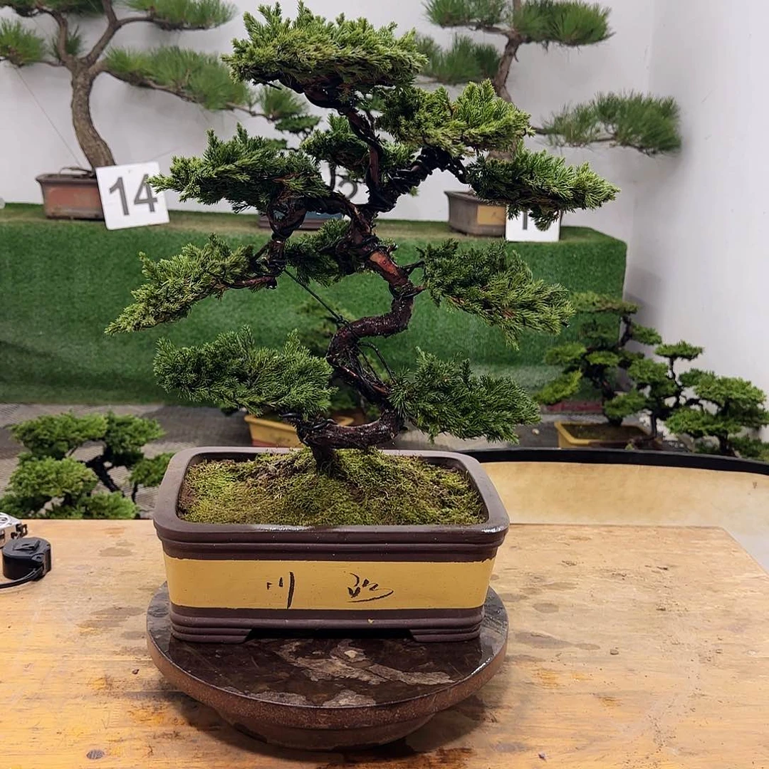 盆景盆景盆景盆景
