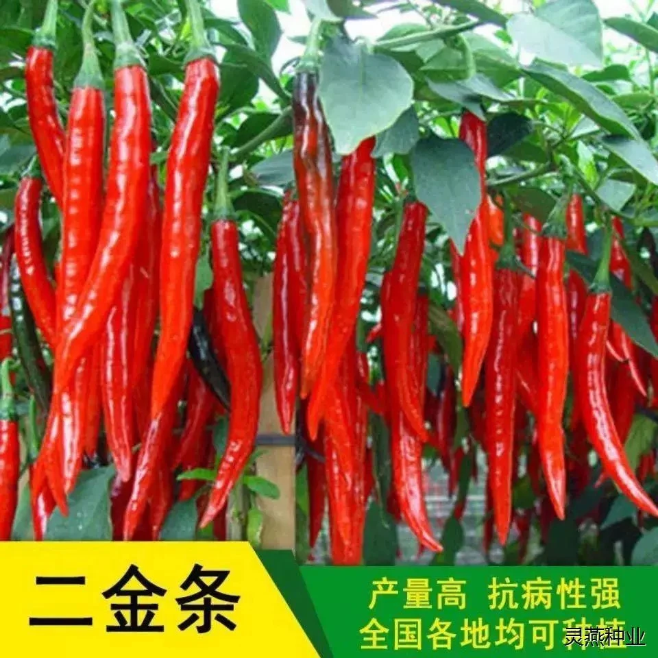 香辣二金条辣椒蔬菜种子