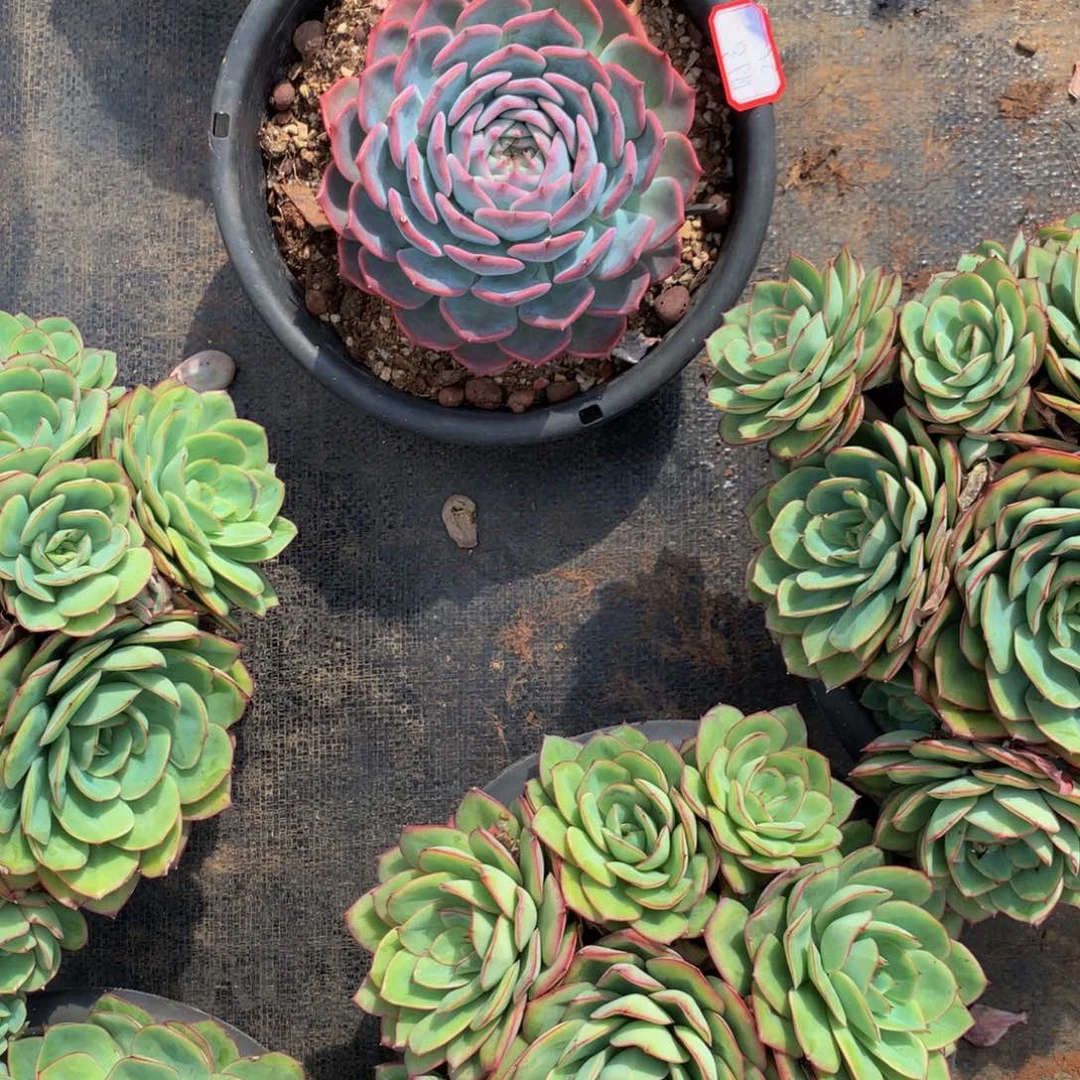 时***初粉海盗1111111111111