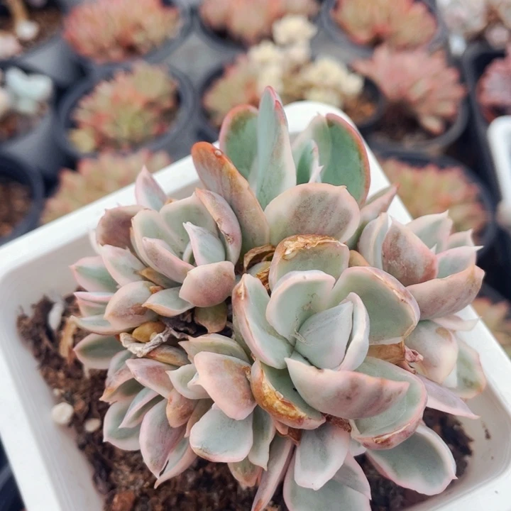 伯克利锦111111199999999