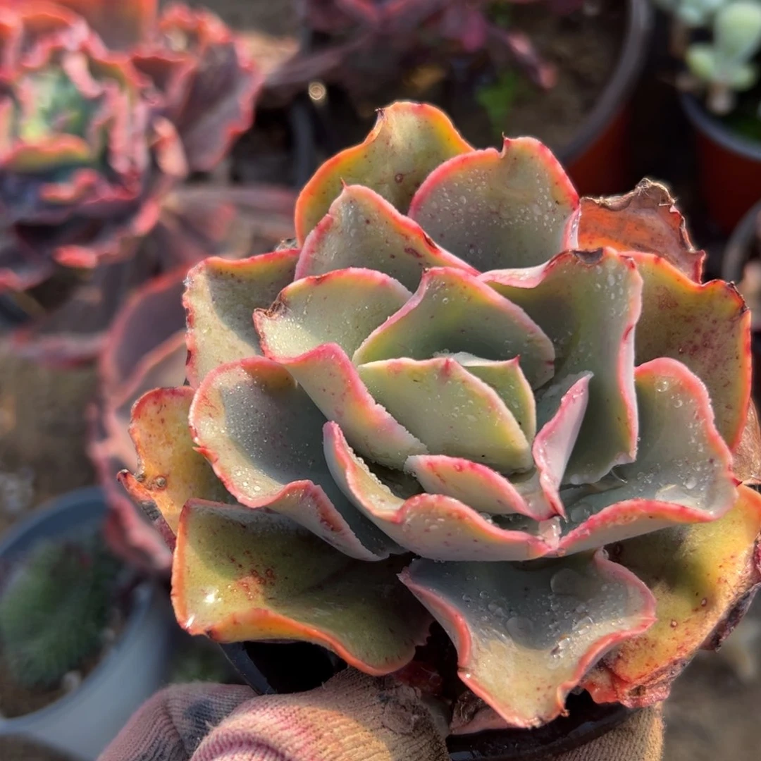 芬克肉哟哟哟中央音乐学院