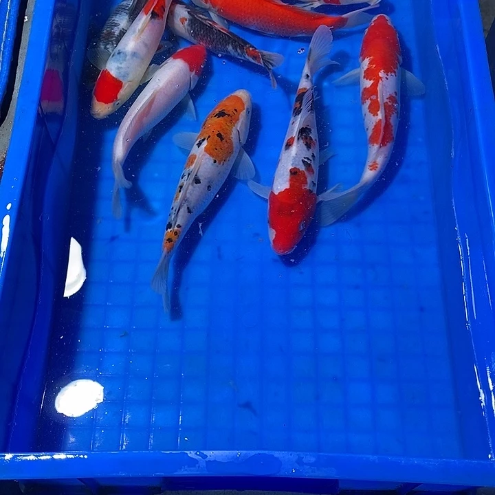 凯***司锦鲤锦鲤活鱼开箱包活