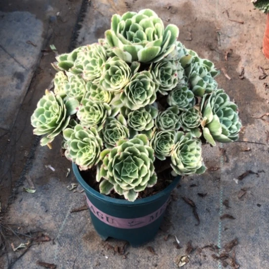 用***7无花朵迈巴赫法师多肉植物309号