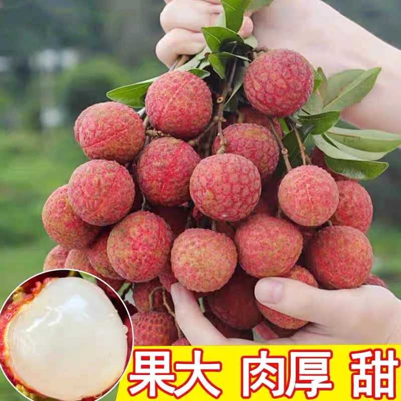 Y【冷链直发】新鲜荔枝新鲜当季时令孕妇水果5斤整箱包邮