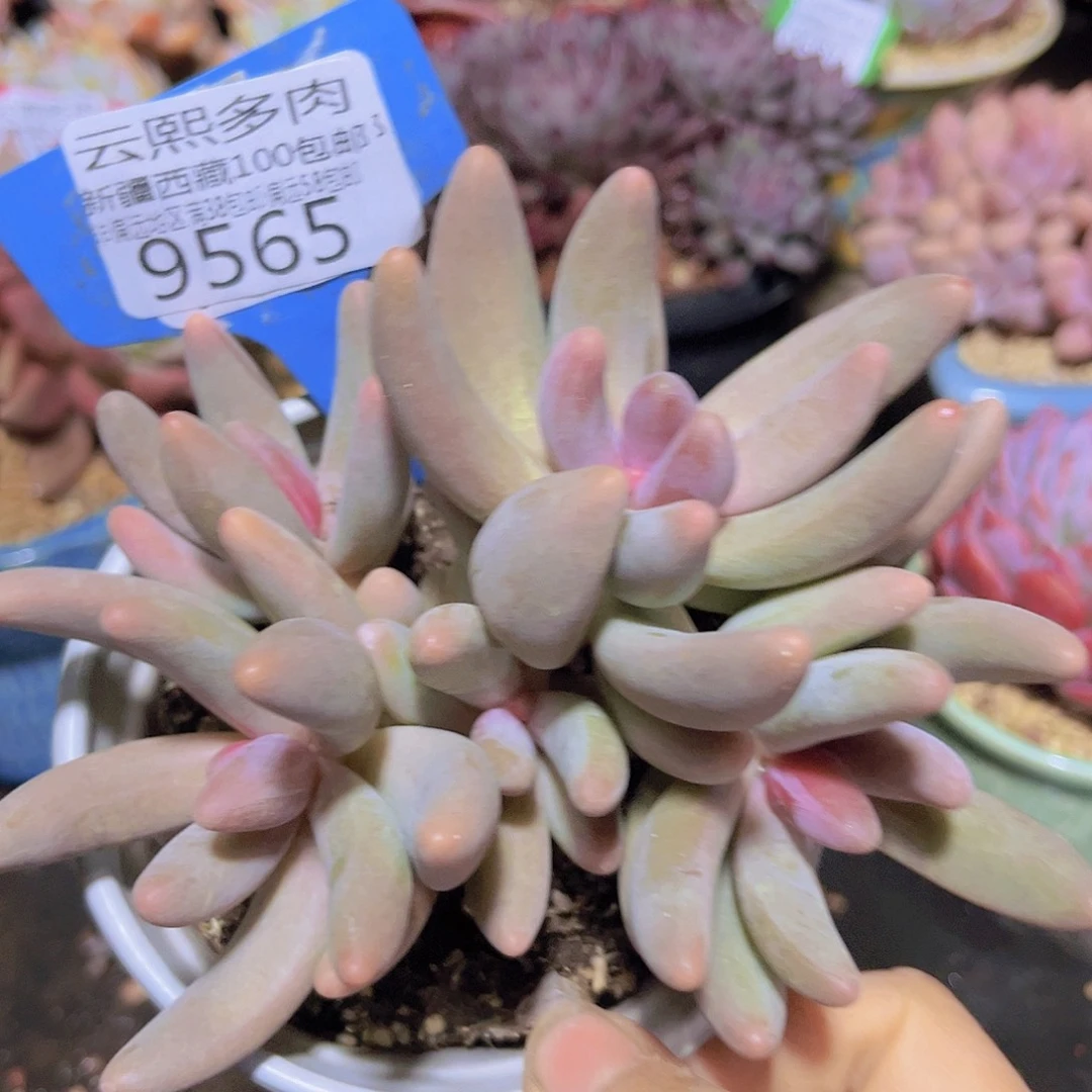 9565红手指 多肉植物