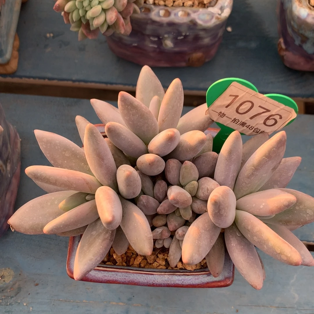 企鹅老桩3+5头1076