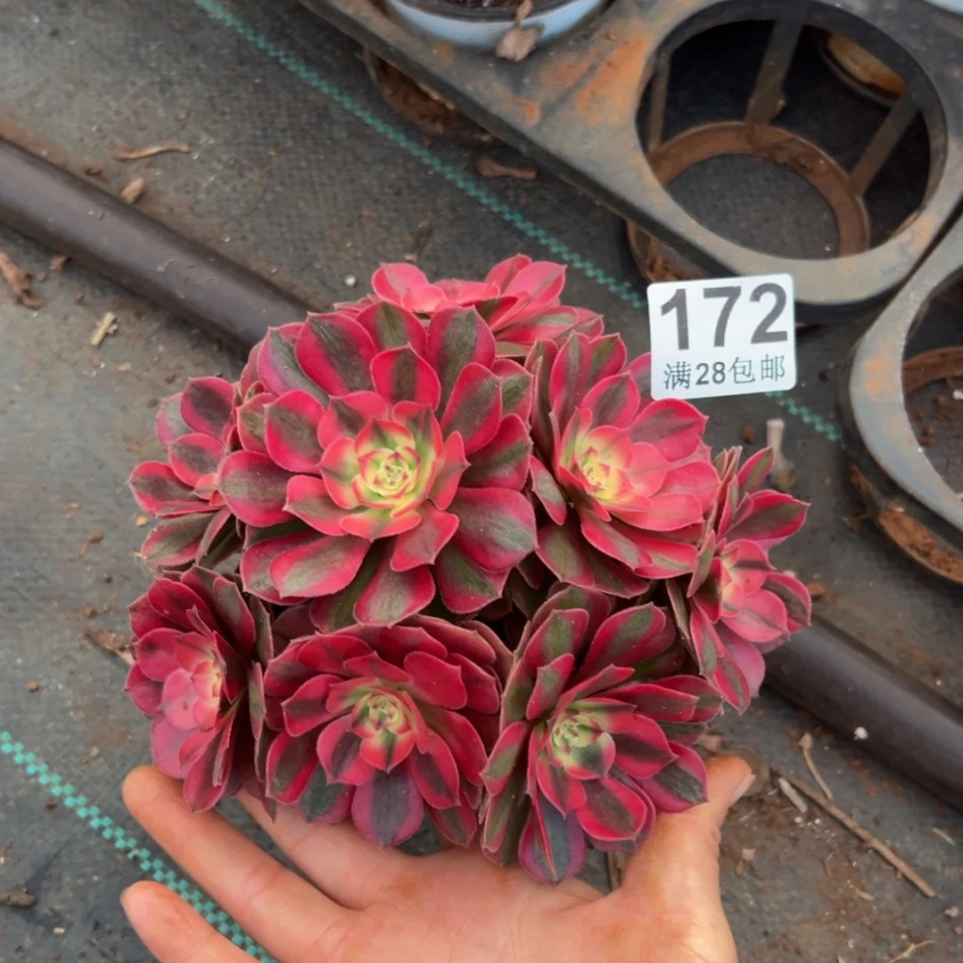 多肉植物172脱土的