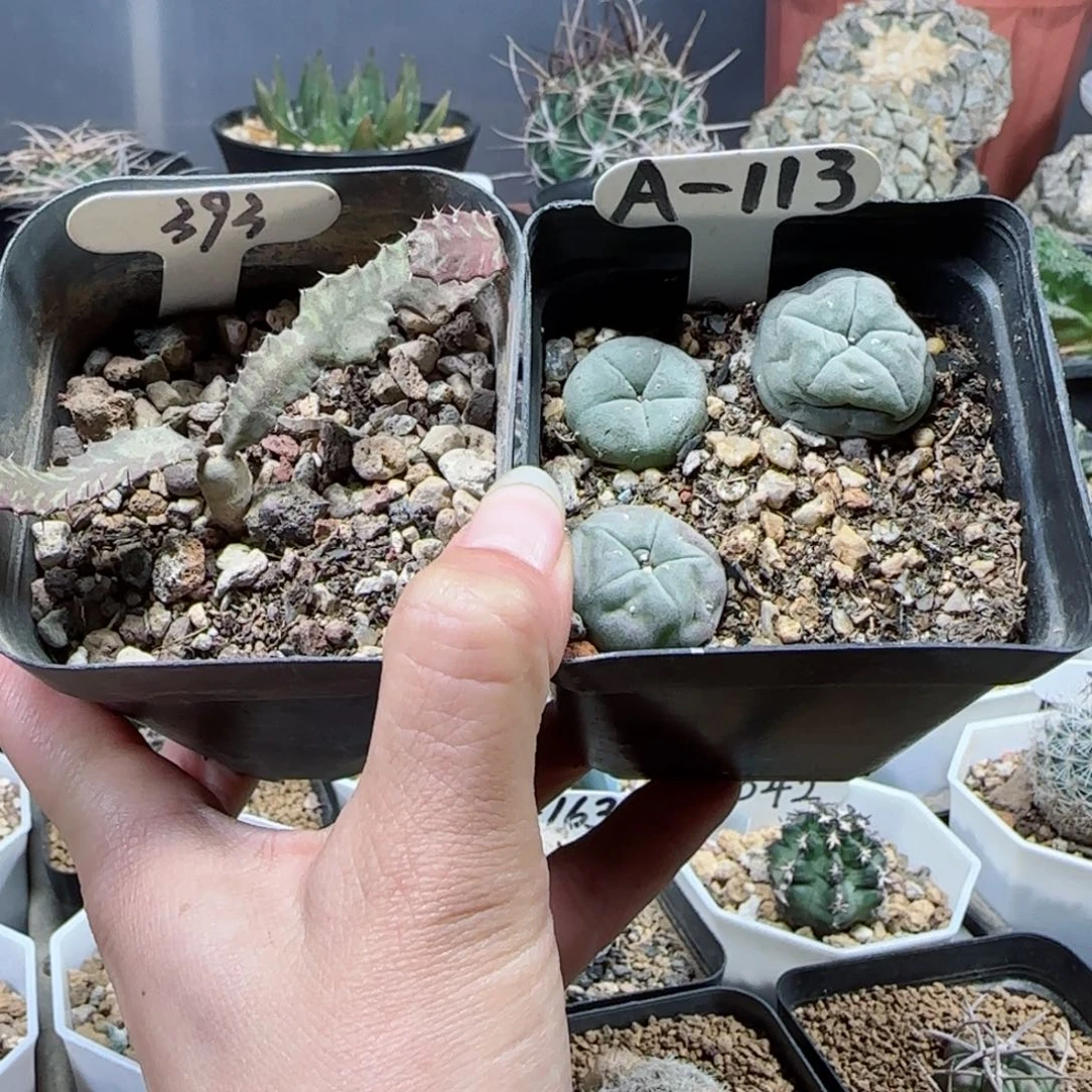 实生籽播风龙➕一盒草球多肉