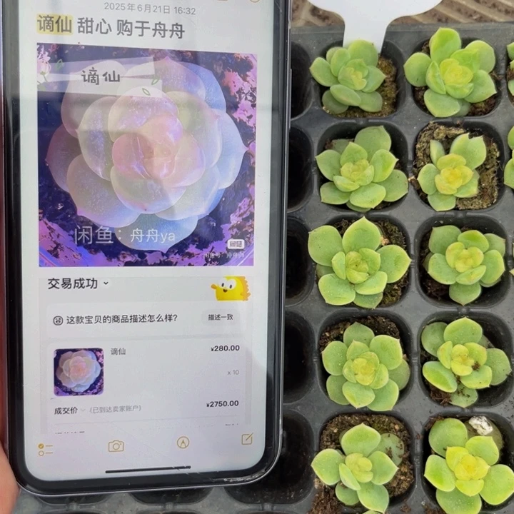 谪仙多肉植物多肉