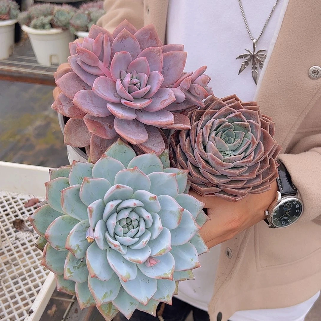 红茶华雪，粉蓝鸟，原始哈利沃森各一