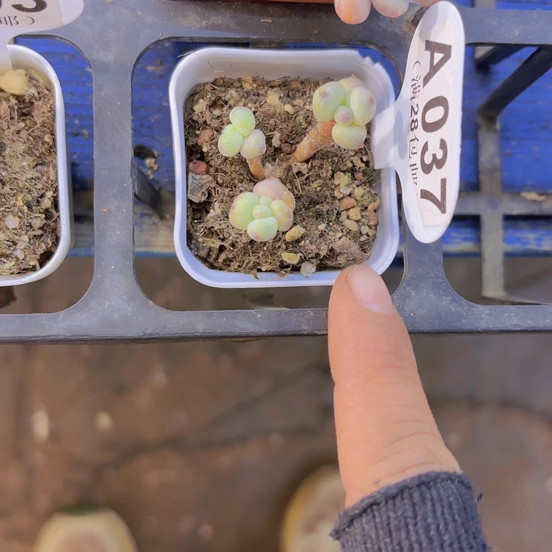 A037萤火虫一物语拍