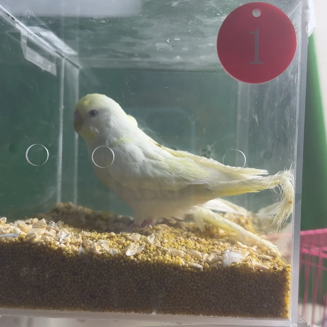 虎皮鹦鹉大头鹦鹉