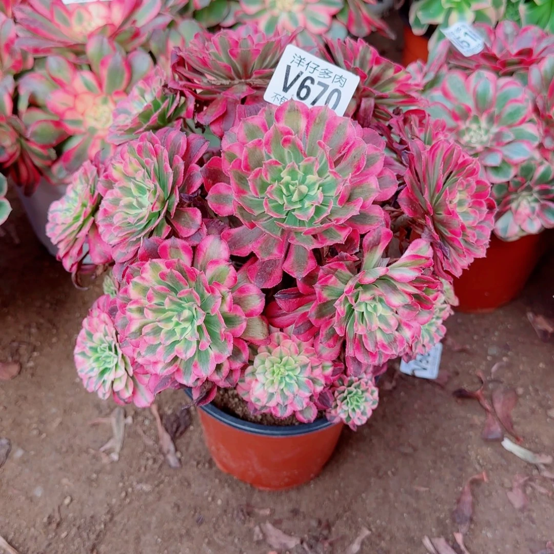 红铜白法师670冠幅23