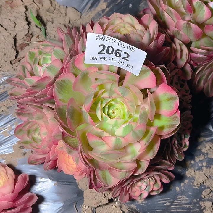 无花朵2062荔枝多肉植物2号