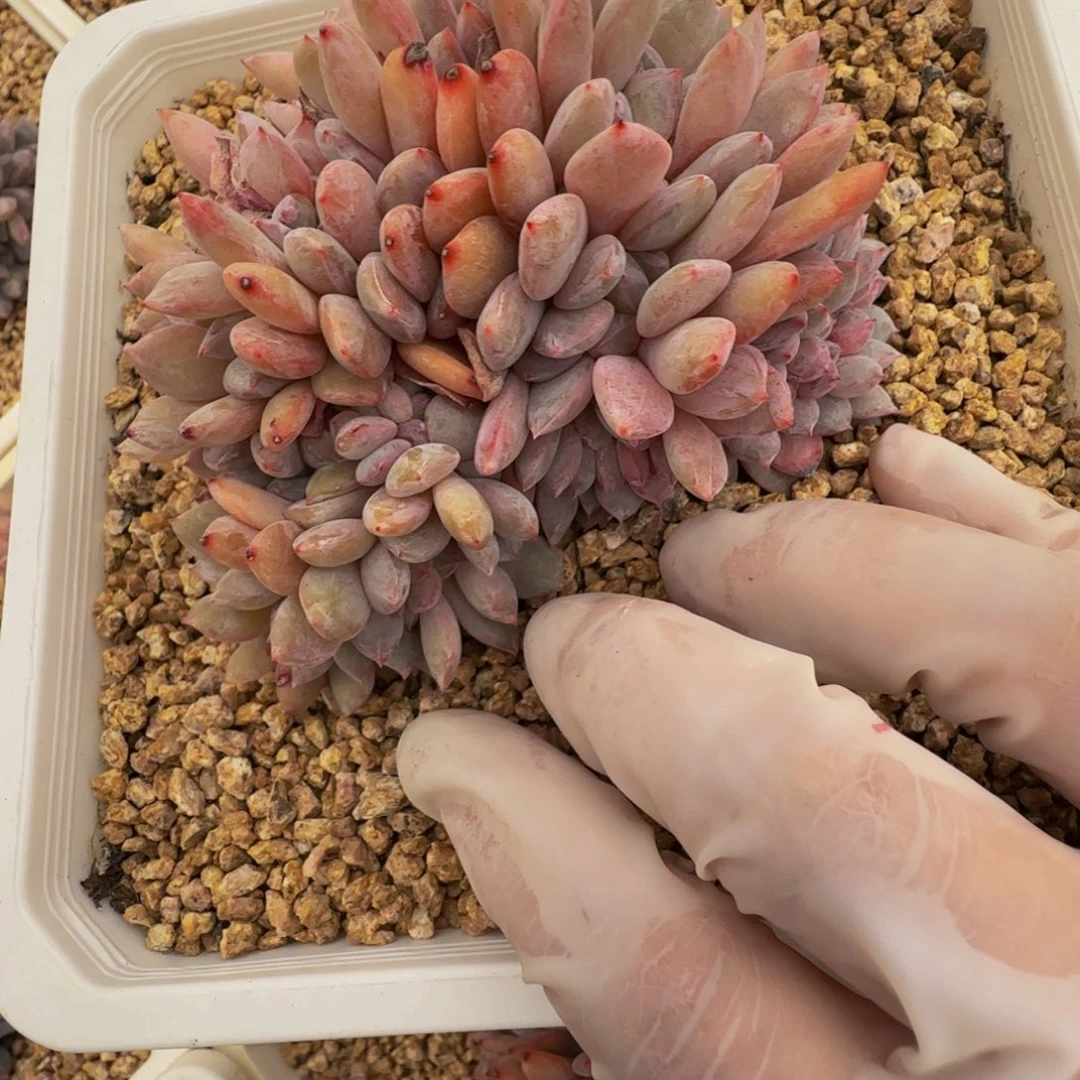 宇*n n n n n n n n n 44