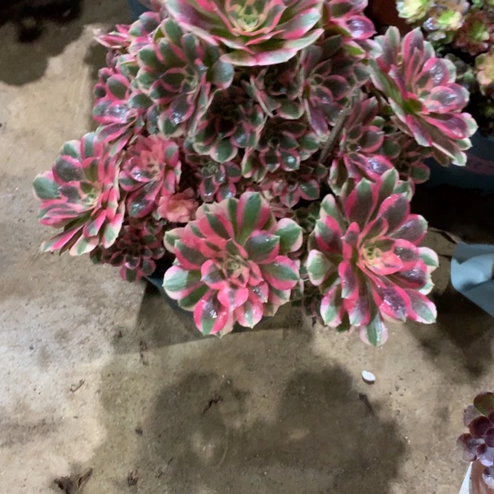 216粉女郎多肉植物特价