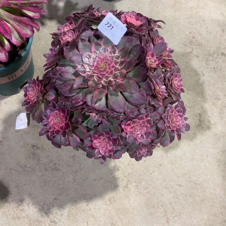 云***?221莲花座多肉植物