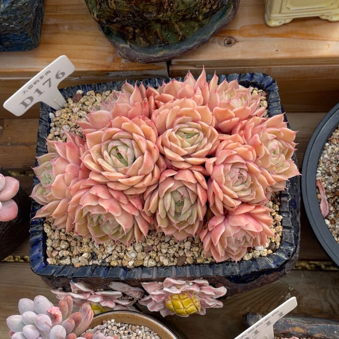 176盎司诺不带盆19厘米