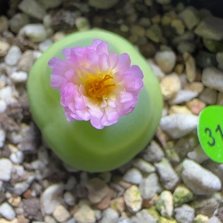 拉登2.5多肉植物318