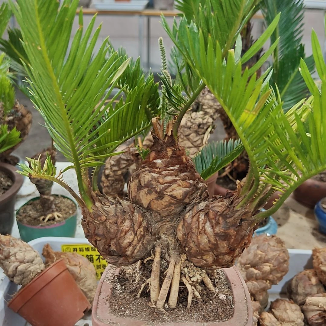 l***火无花朵白鳞铁盆景基地价