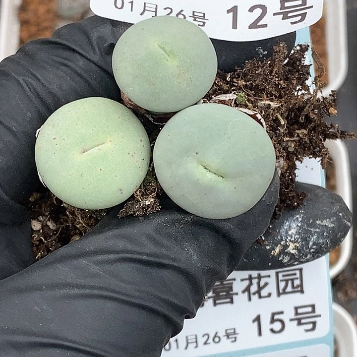 桃喜花园0126-12嘴福利