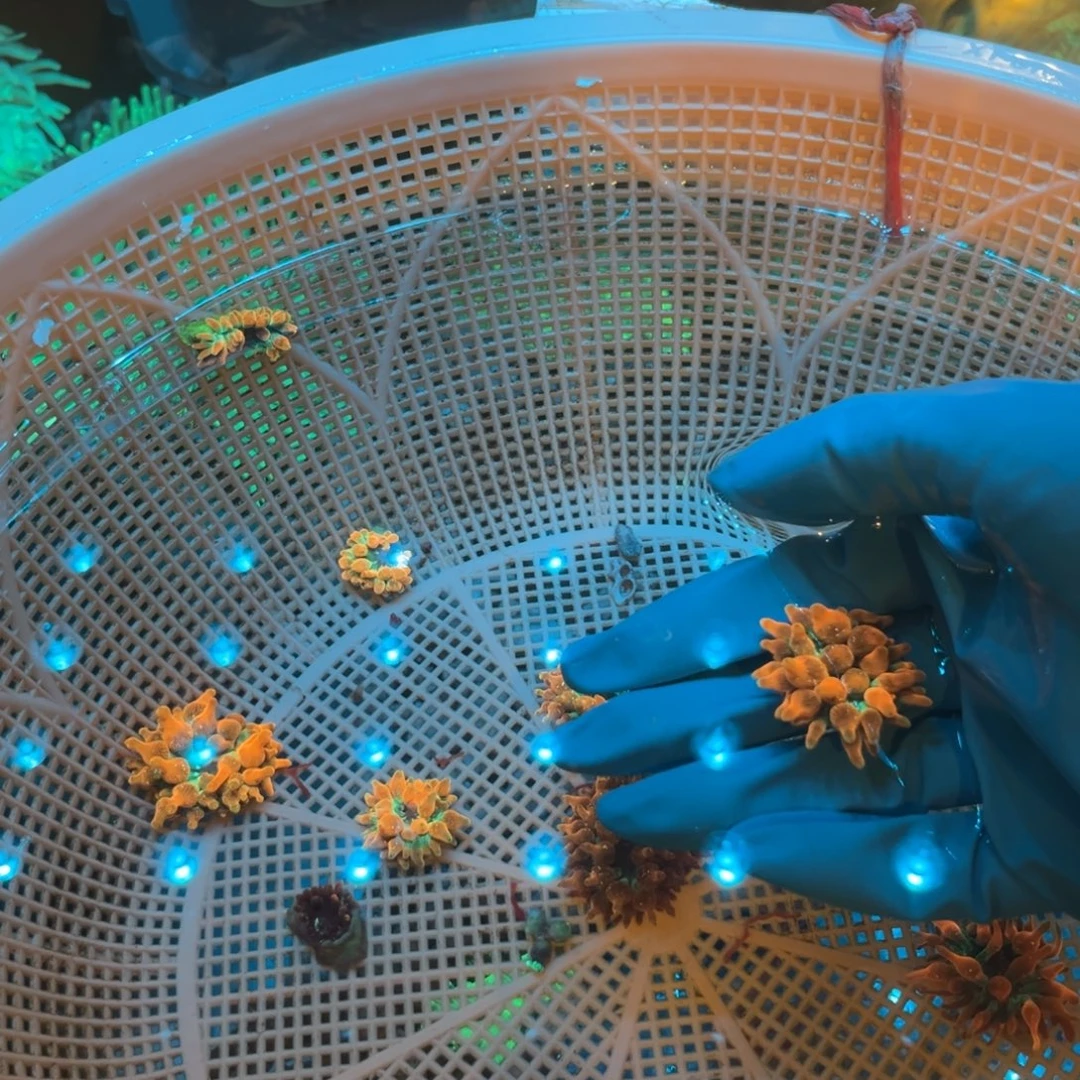 醉****纽扣珊瑚红奶1111