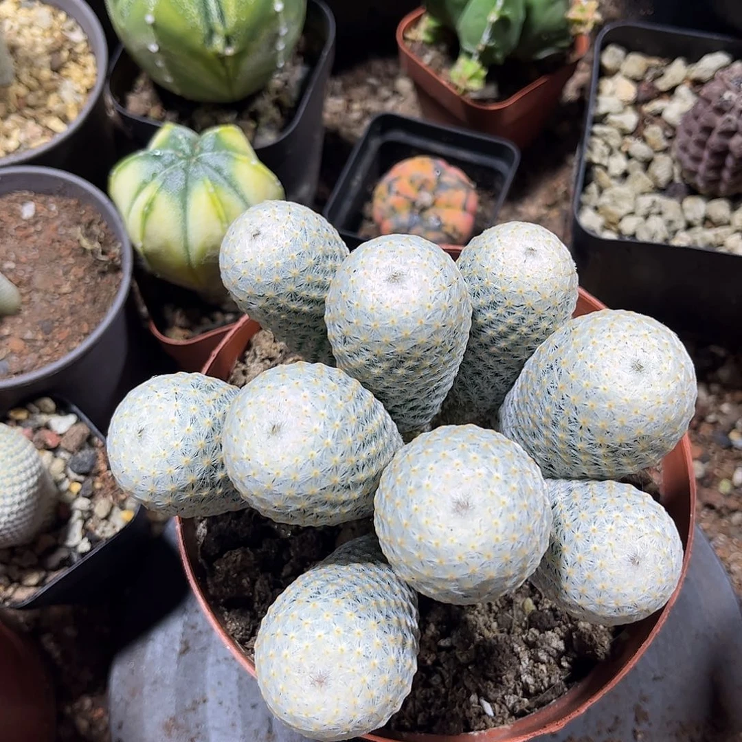 无花朵海*百鸟群升一群