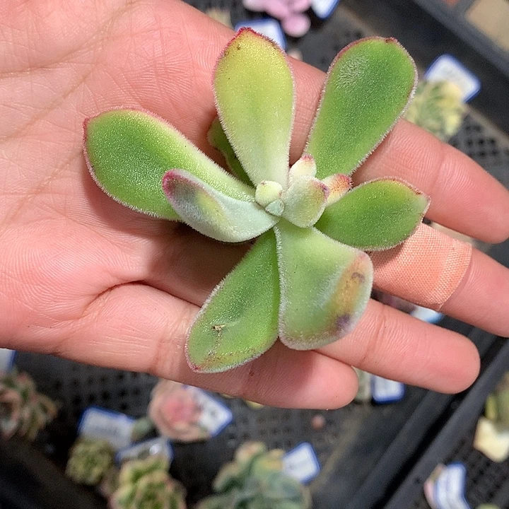 锦晃星锦锦锦锦锦