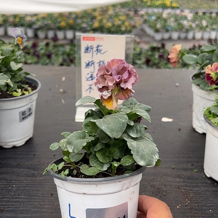 大部分花苞少量开放064号洛可可