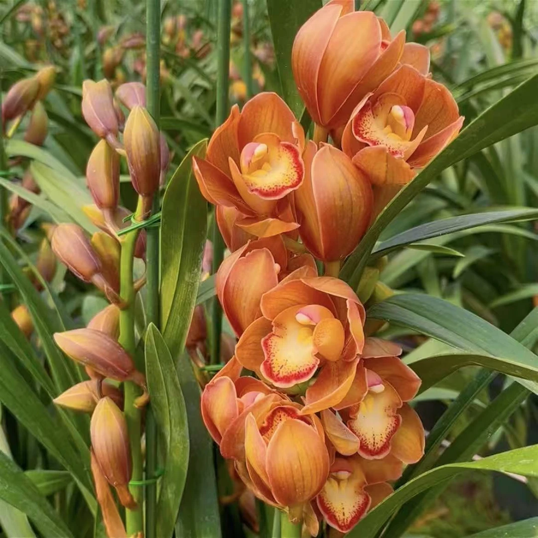 【念兰小花匠-佛光】中大型大花惠兰 四年壮苗 云南基地直发