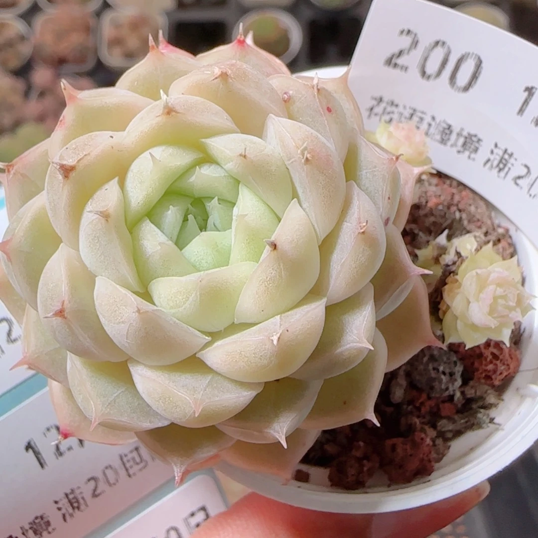 花语多肉1209-200散