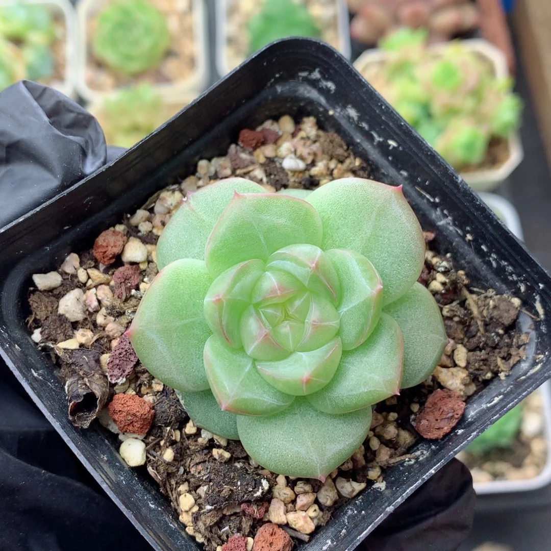 58包邮  群生不包整遥遥82