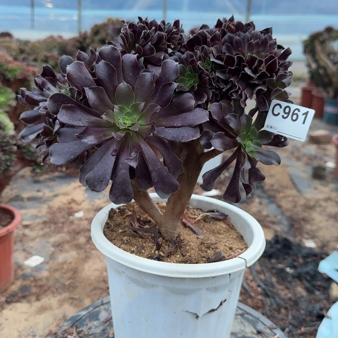 961欧紫一颗满28包邮