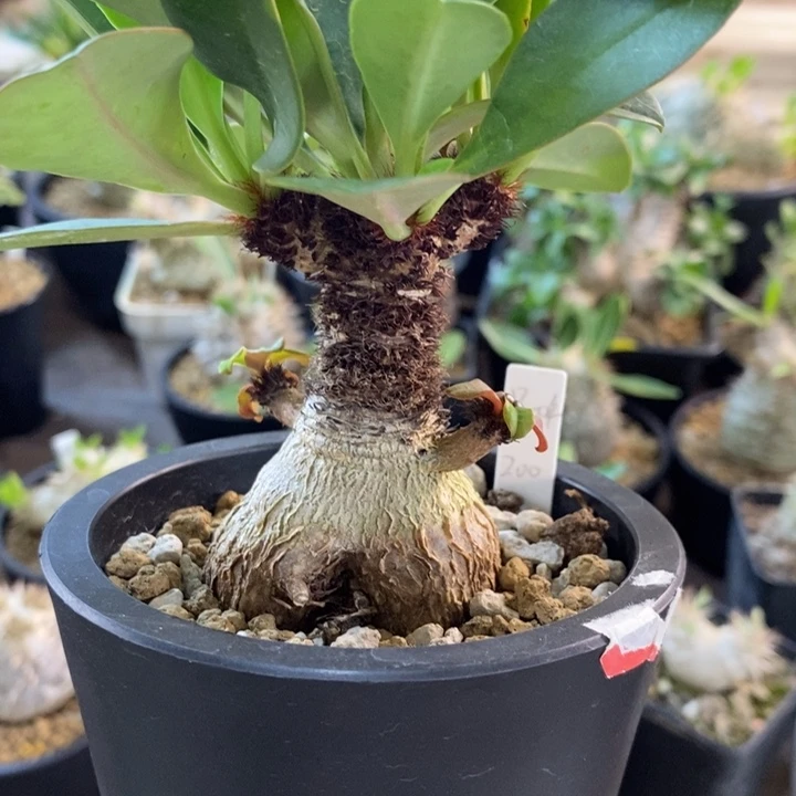 实生象鼻大戟 一物一拍