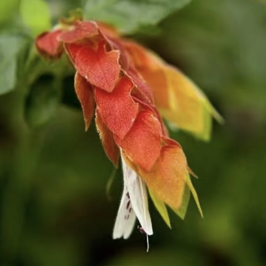 【虾衣花】四季开花！绿植盆栽耐寒高级ins风