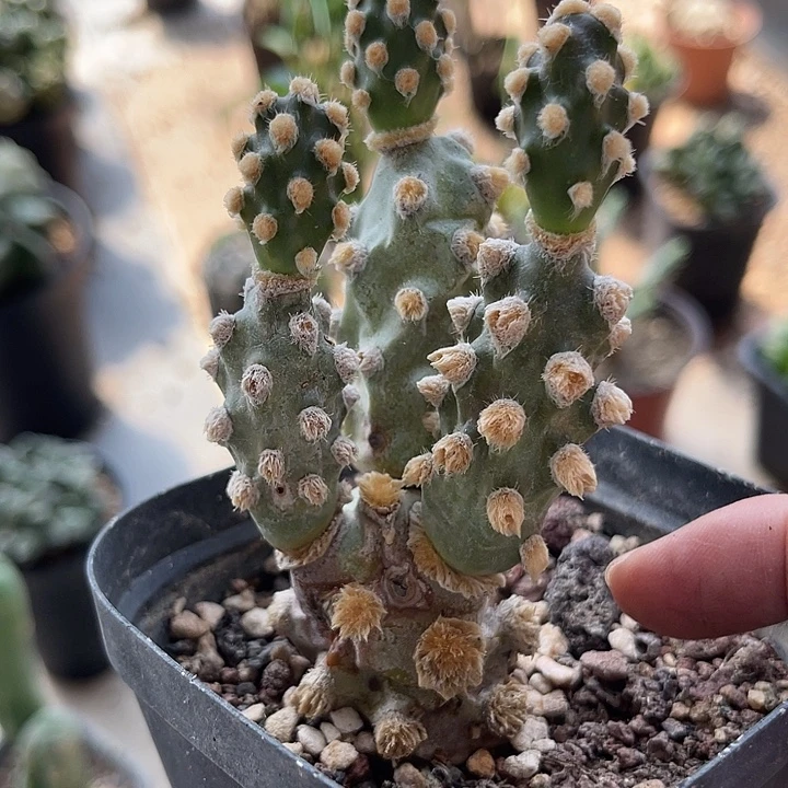 无花朵蛸壶团扇一物一拍