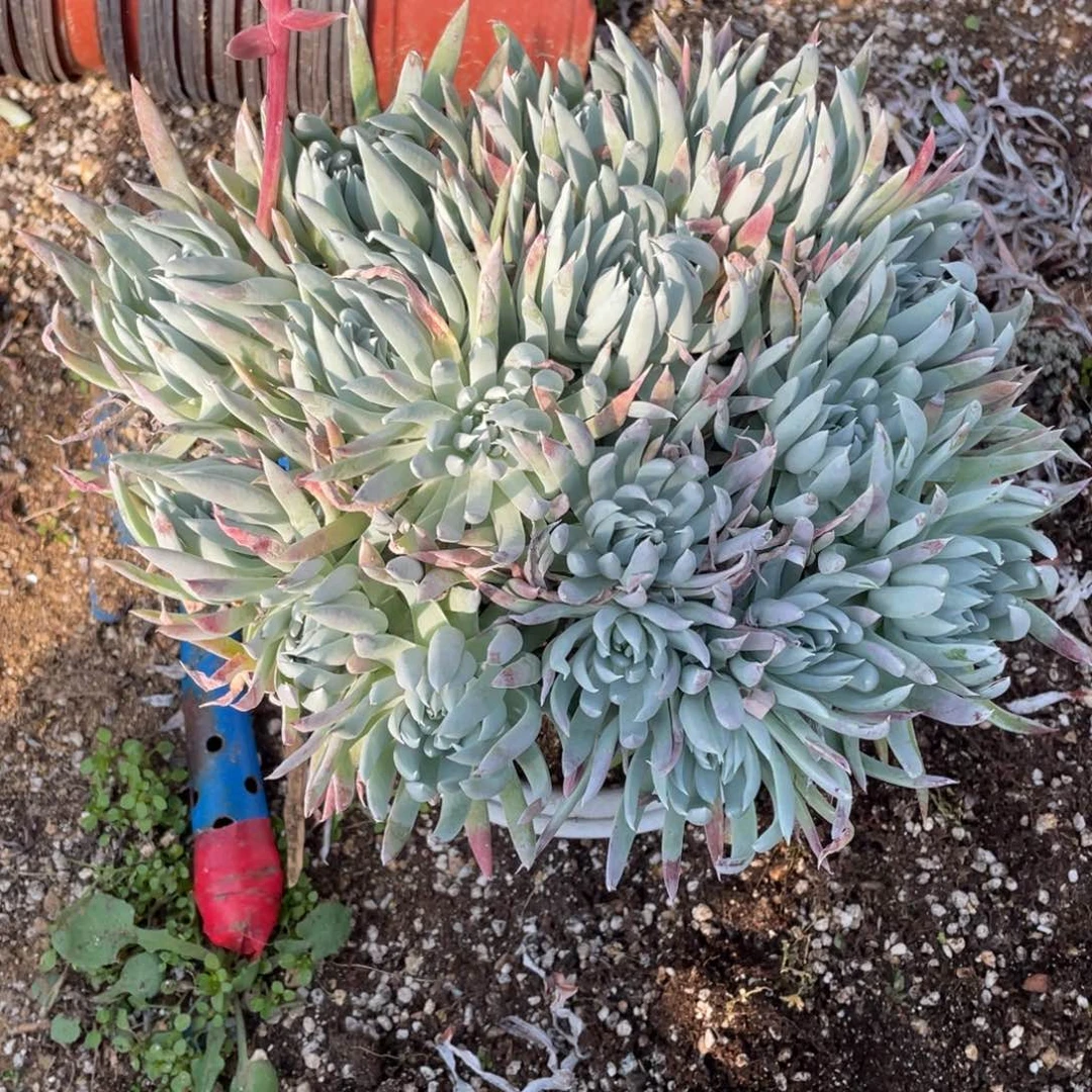 动****?奴婢吉娜仙女杯一物一拍