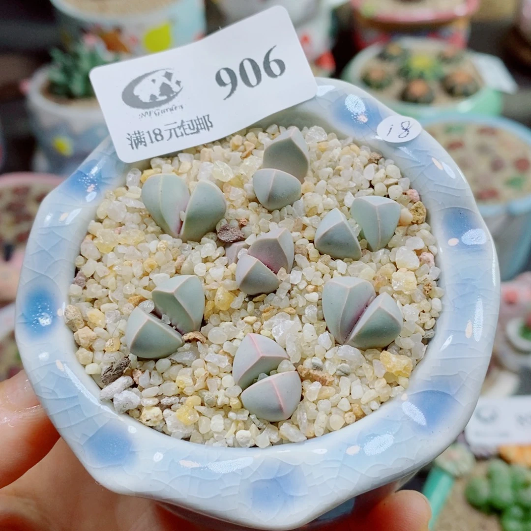 硕***果生石花花花花花花花906