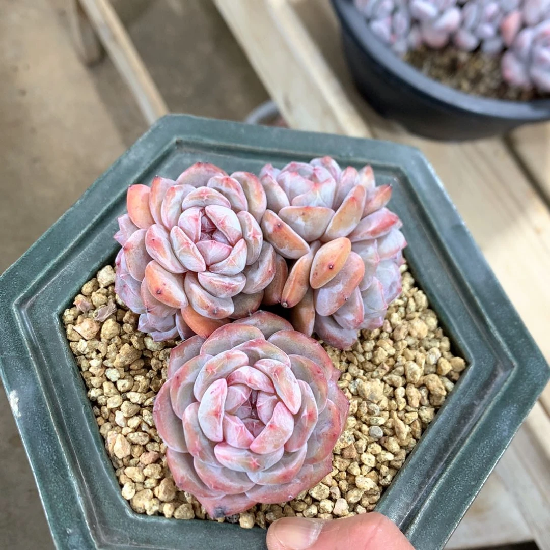 木***友木右小朋友专拍