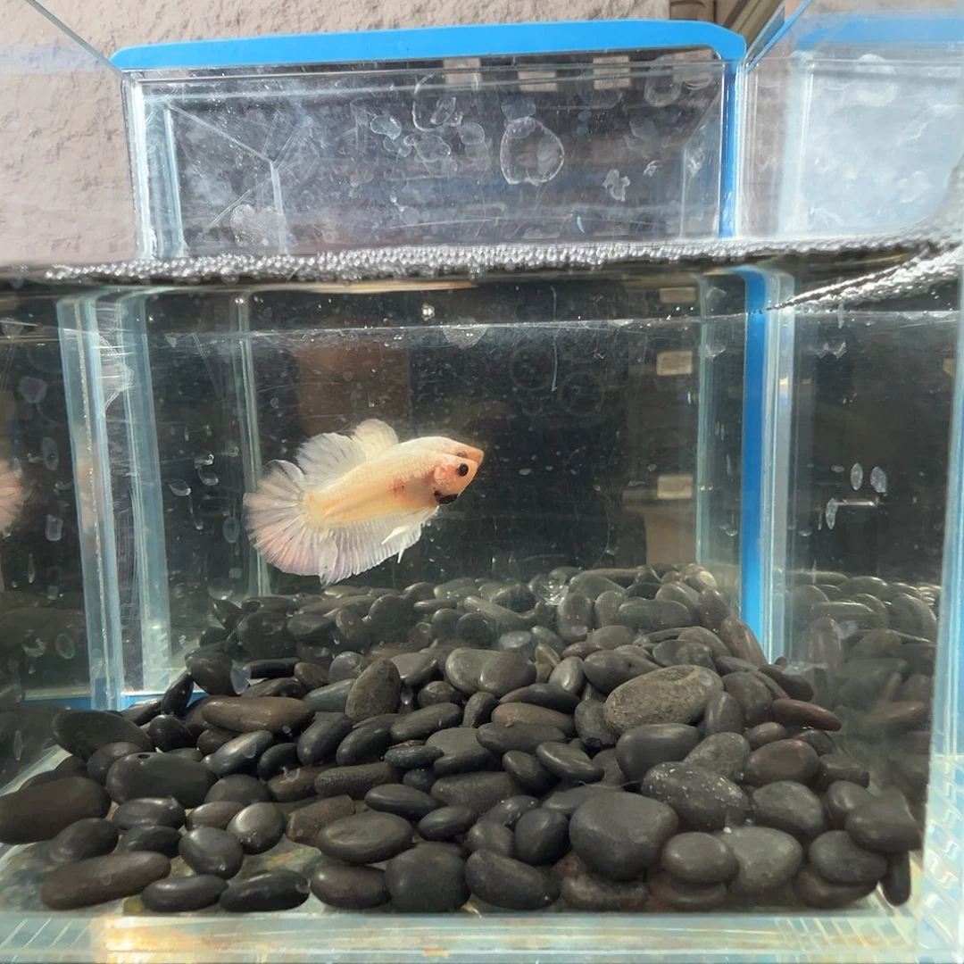 斗鱼阿浩泰斗25日49