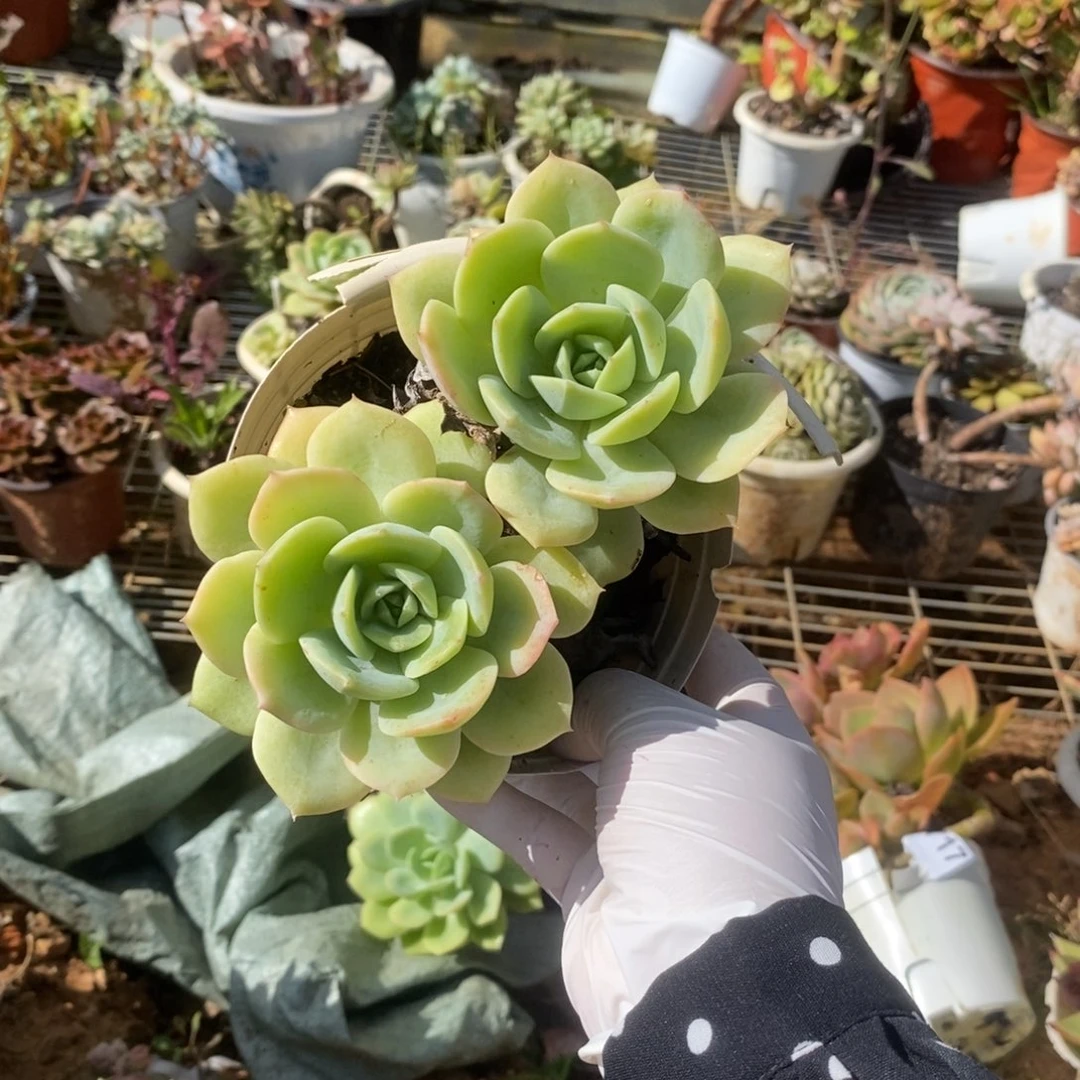 3725果冻恋曲一物一拍