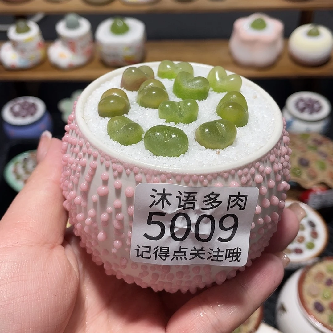 带盆土植物 一物一拍5009