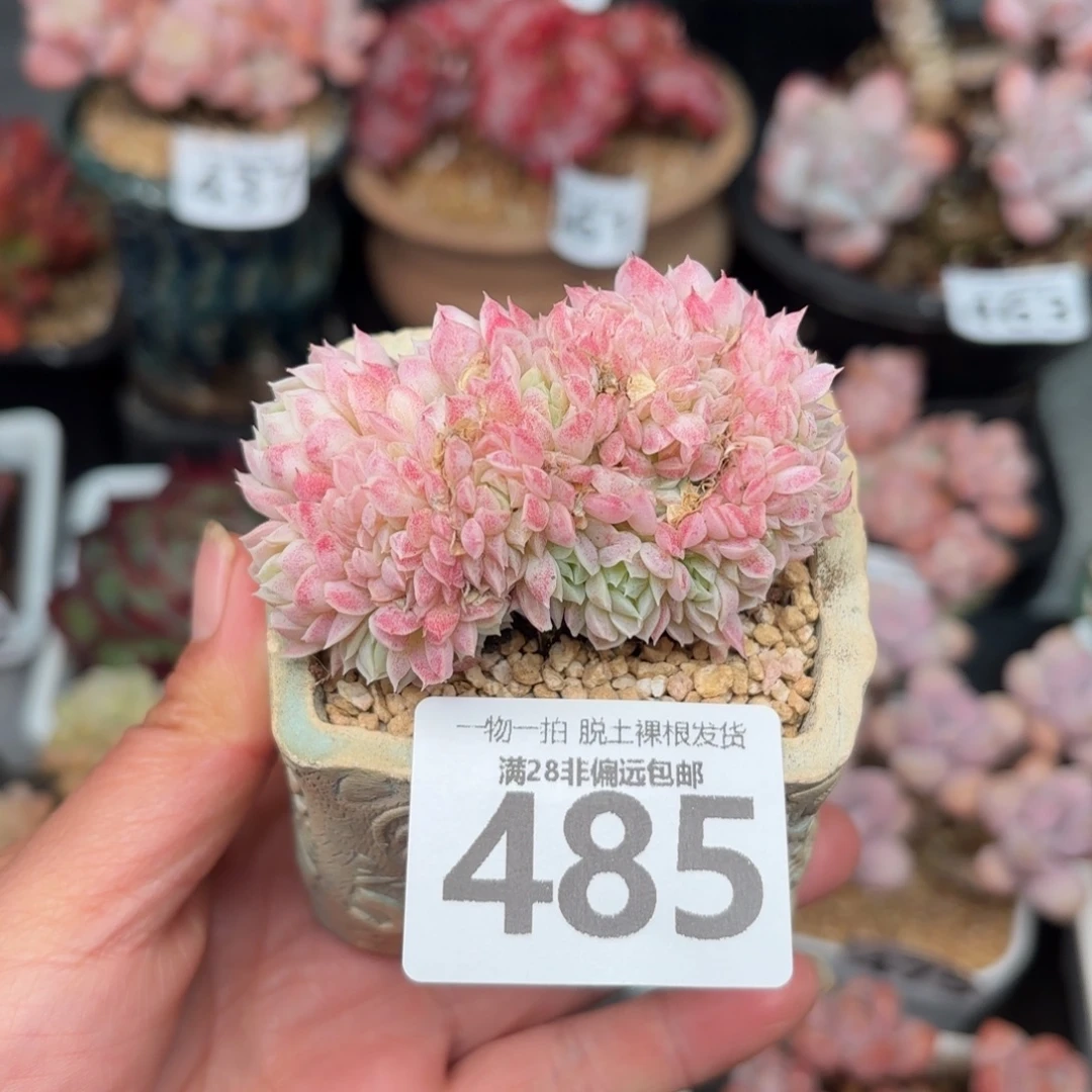 羊脂球缀化无盆土发货