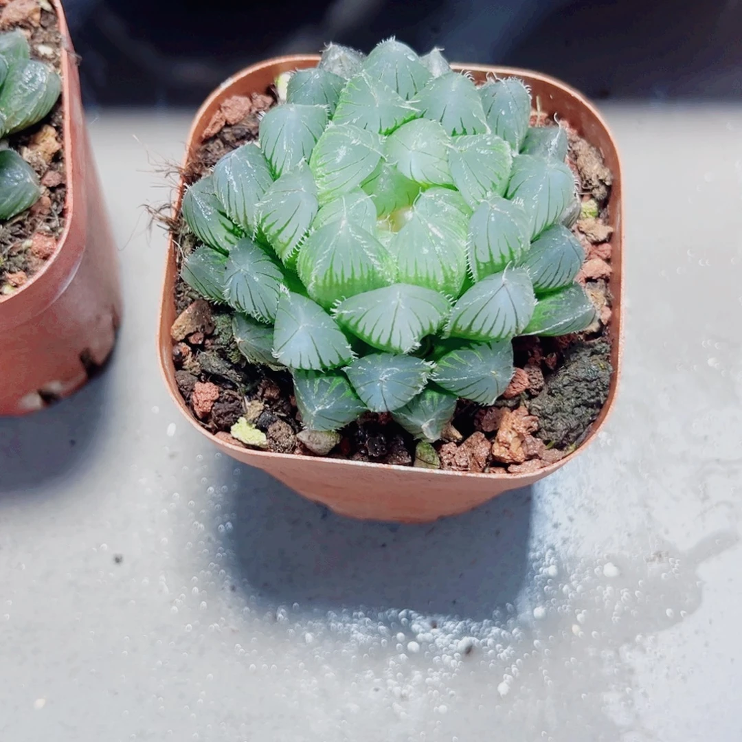 蓝镜玉露多肉植物7666