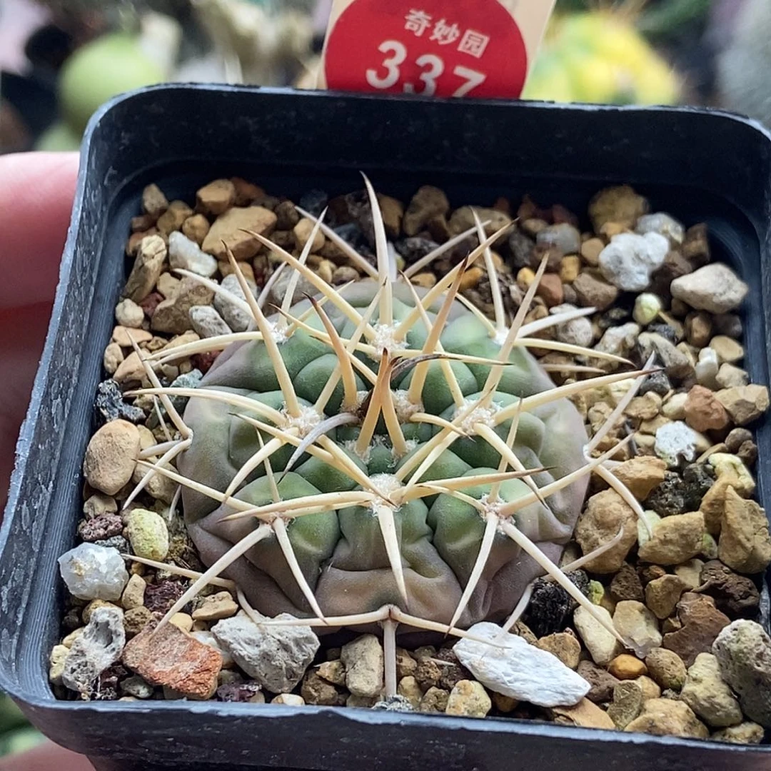 实生强刺球一颗仙人球