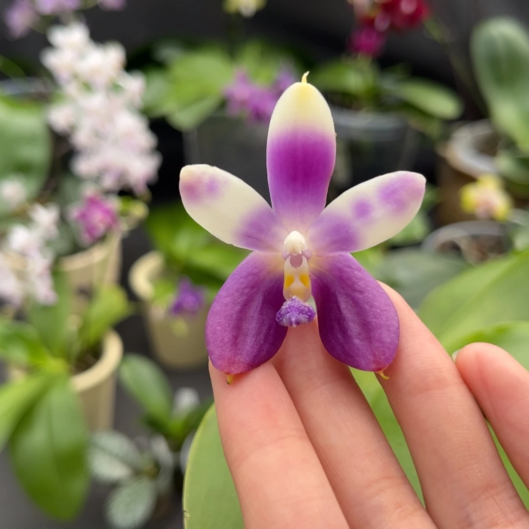 完全开放2.5寸珍交珍开花株