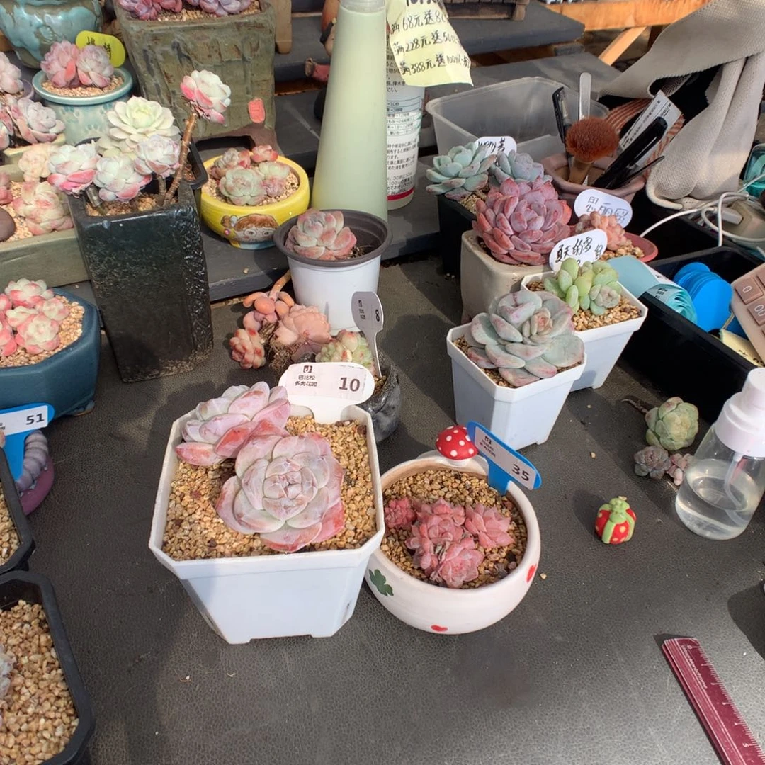 丫***丫10-35 粉钻和冰玉