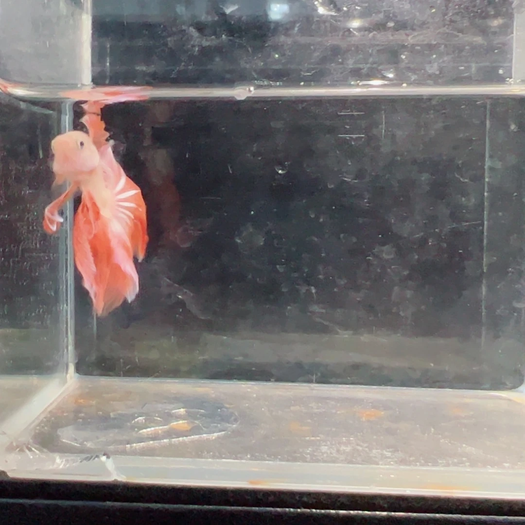斗鱼浅色仙仙裙特殊尾