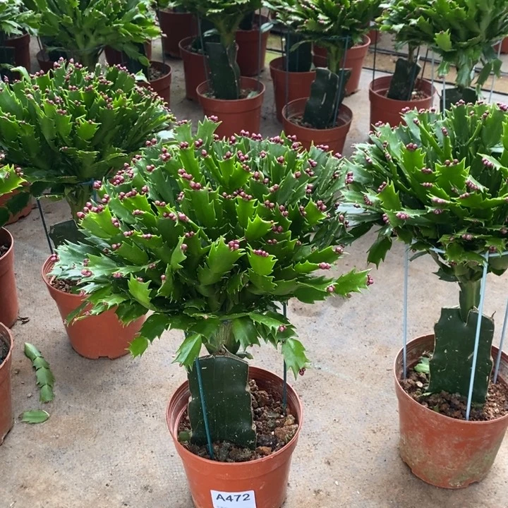 当前无花栽培后可以开花若*见472嫁接红色
