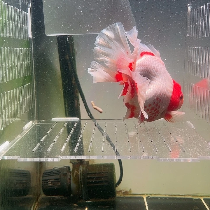 金鱼百褶泰师亚成38